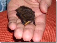 Fledermaus2 Fledermaus2