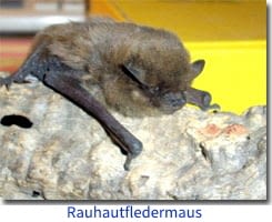 Rauhautfledermaus Rauhautfledermaus