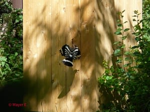 20140609_Bild 7_HP 20140609_Bild 7_HP