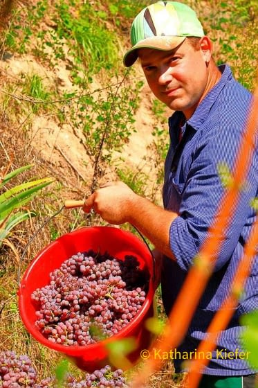 20220119_BZ_Weniger_Spritzmittel_im Weinberg2