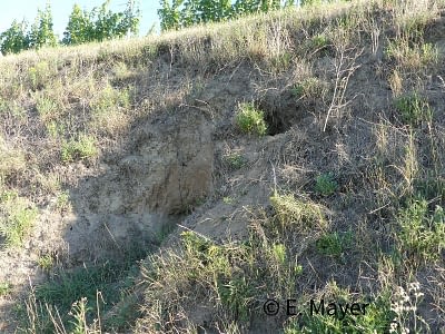20220717_8_Grabung_2.webp