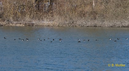 20210213_Reiherenten_am_Uferrand_Krickenten