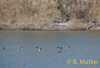 20210213_Reiherenten_im_Hintergrund_die_Loeffelenten