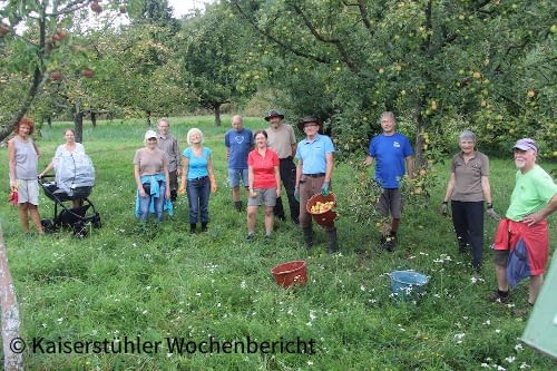 20200829_KWO_Apfelernte