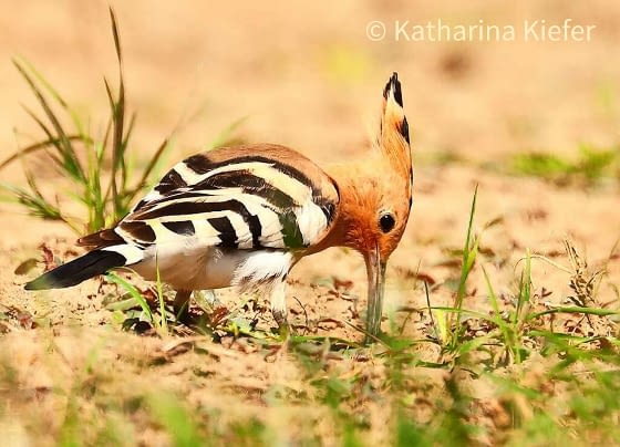 20220119_BZ_Weniger_Spritzmittel_im Weinberg3_hp.jpg