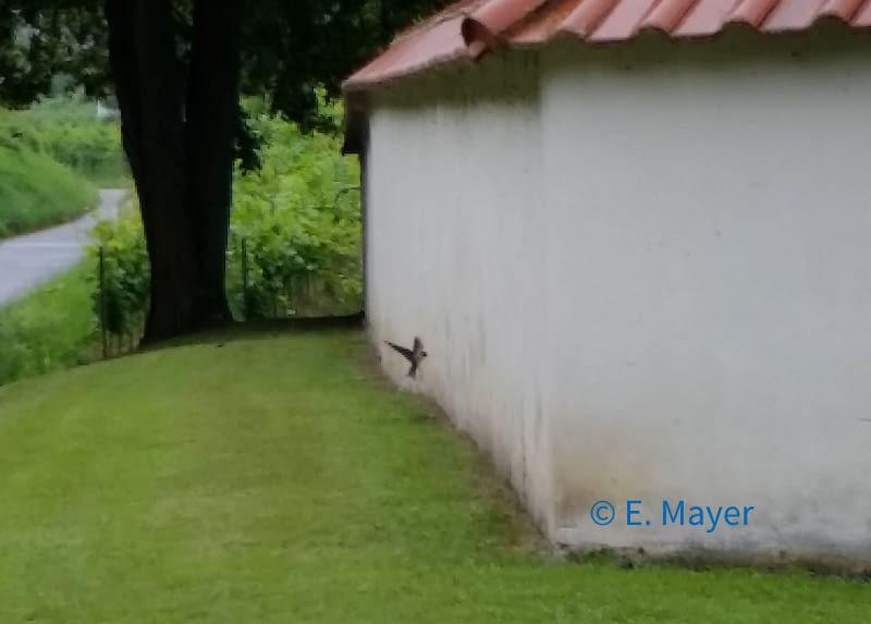 Schwalbe fliegt Mauer an