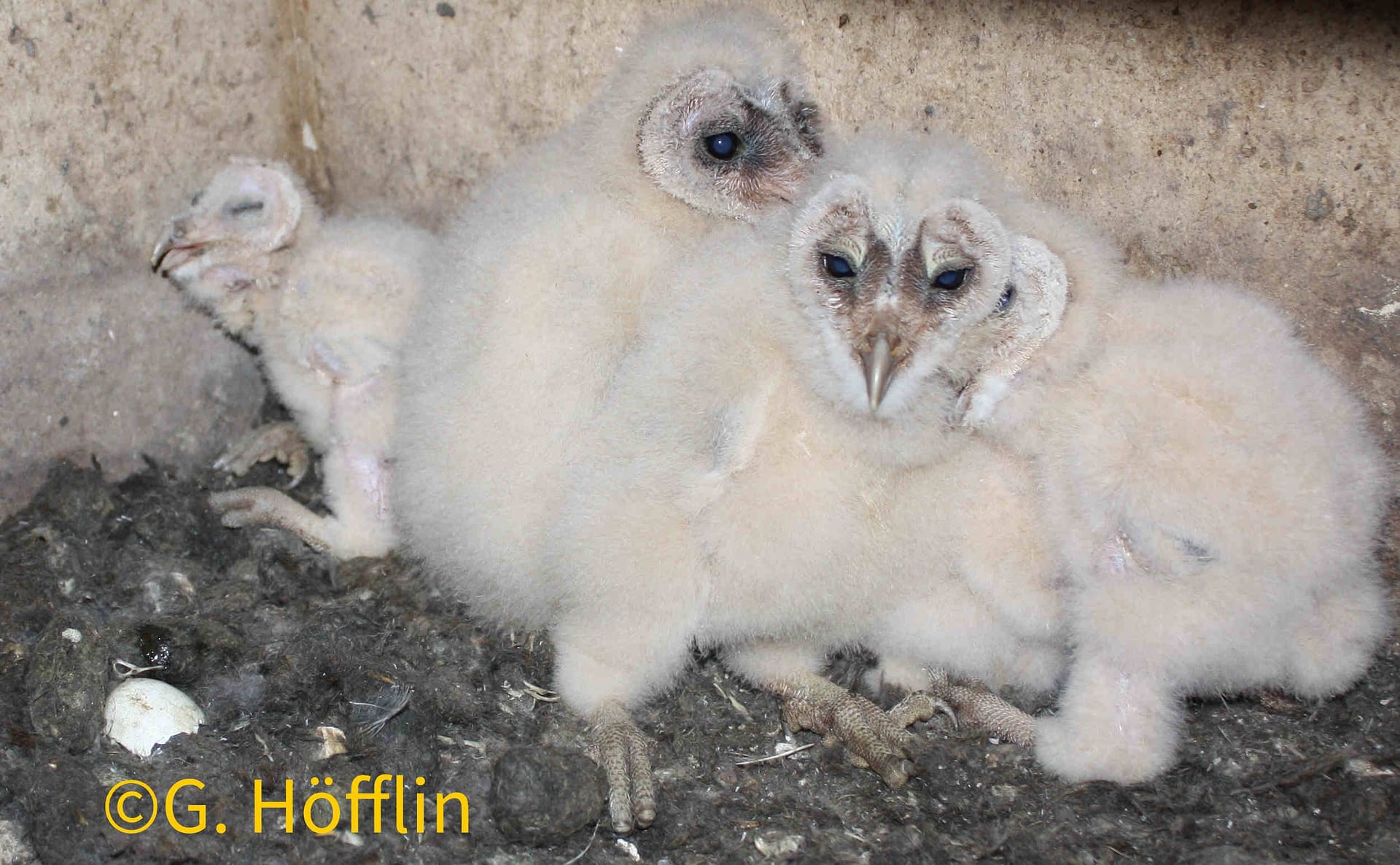 20200421 5 junge Schleiereulen HP