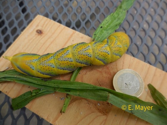 20210809_Totenkopfschwaermer_Bild 3_hp.jpg