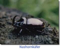 nashornkaefer I