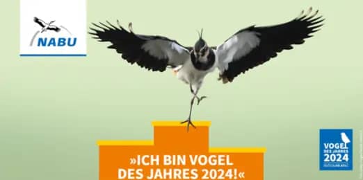 Vogel des Jahres 2024 Der Kiebitz